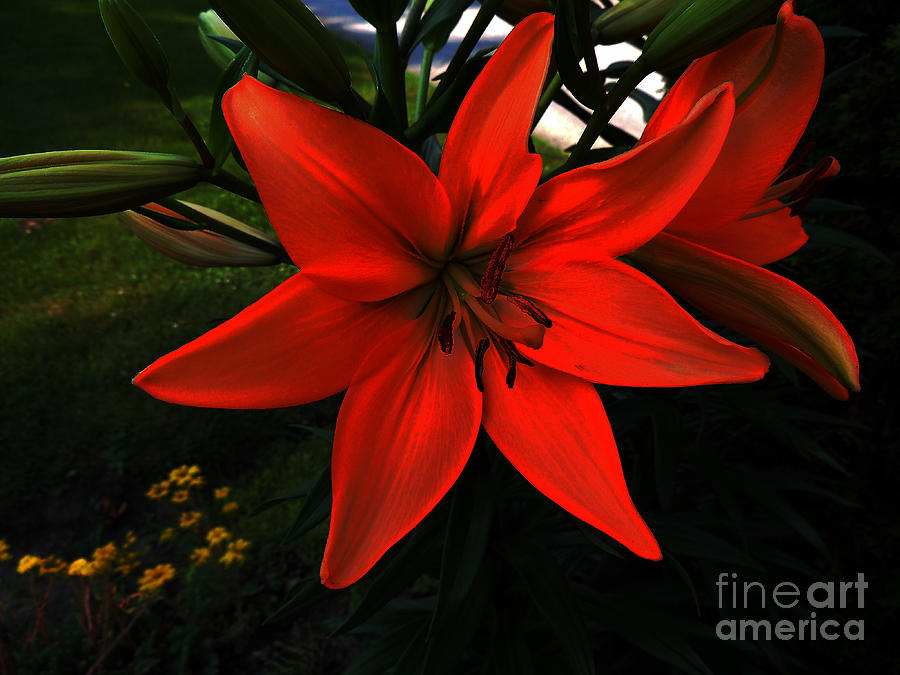 Lily Photograph - Orange Lily by Cobbled Path Photography