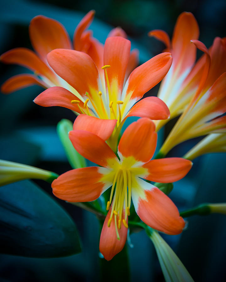Orange Lily Photograph by David Downs