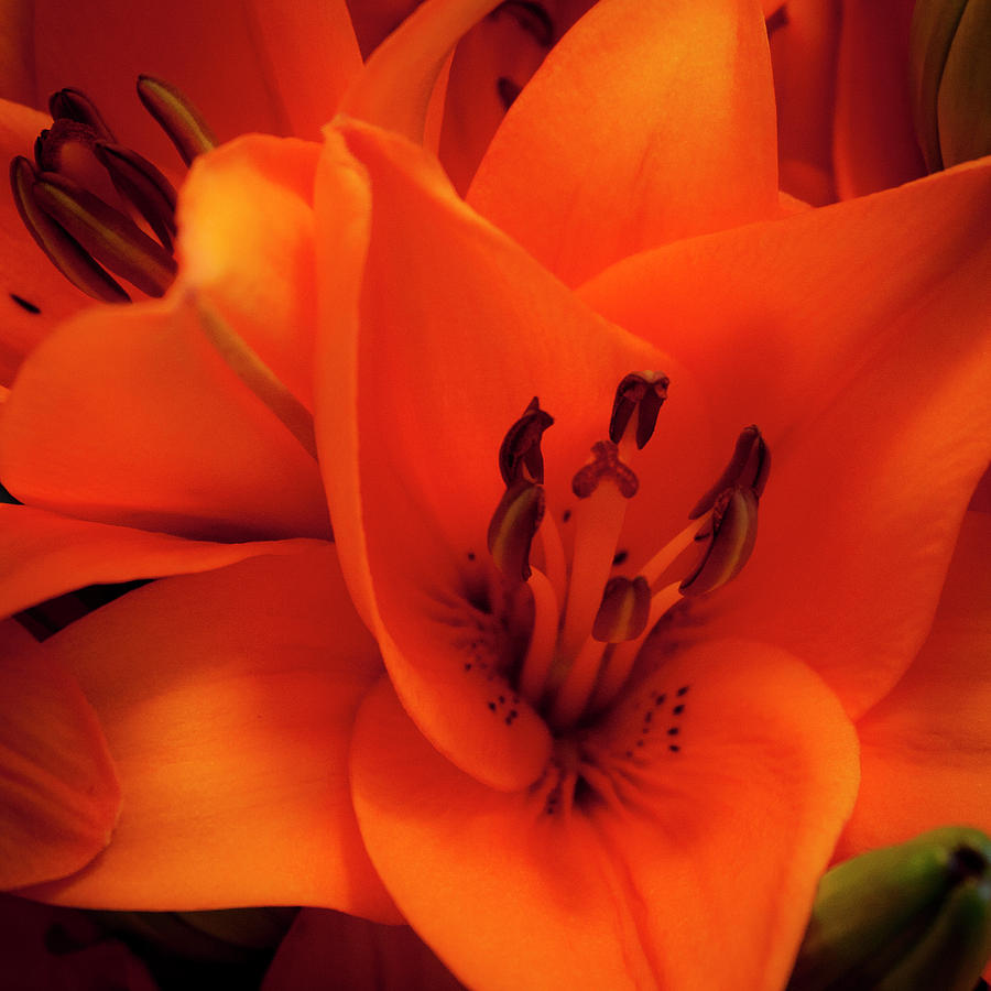 Lily Photograph - Orange Lily by David Patterson