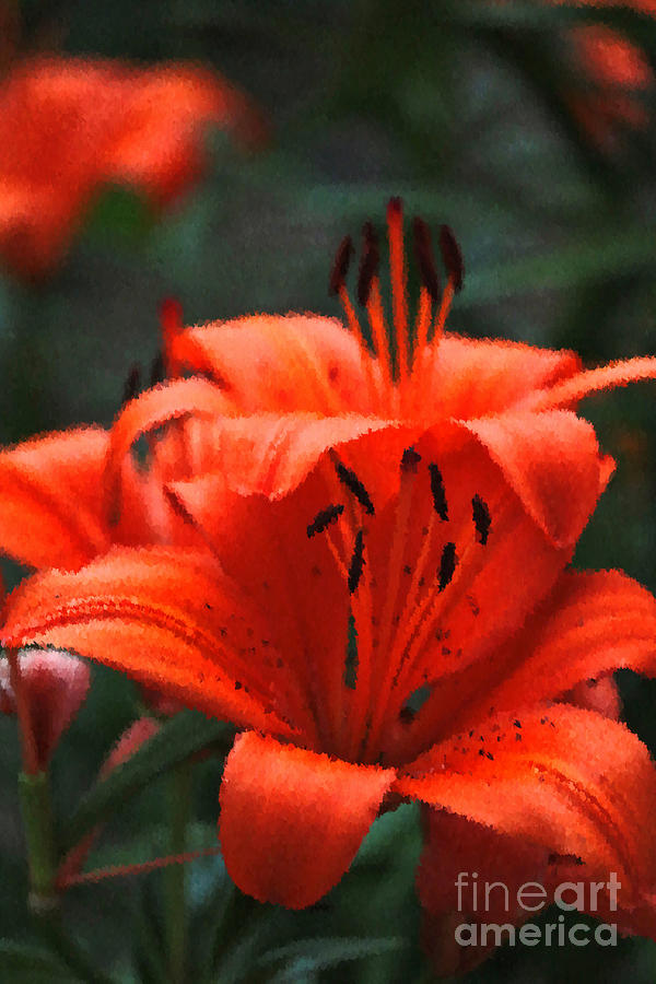 Orange Lily Digital Painting Photograph by Carol Groenen