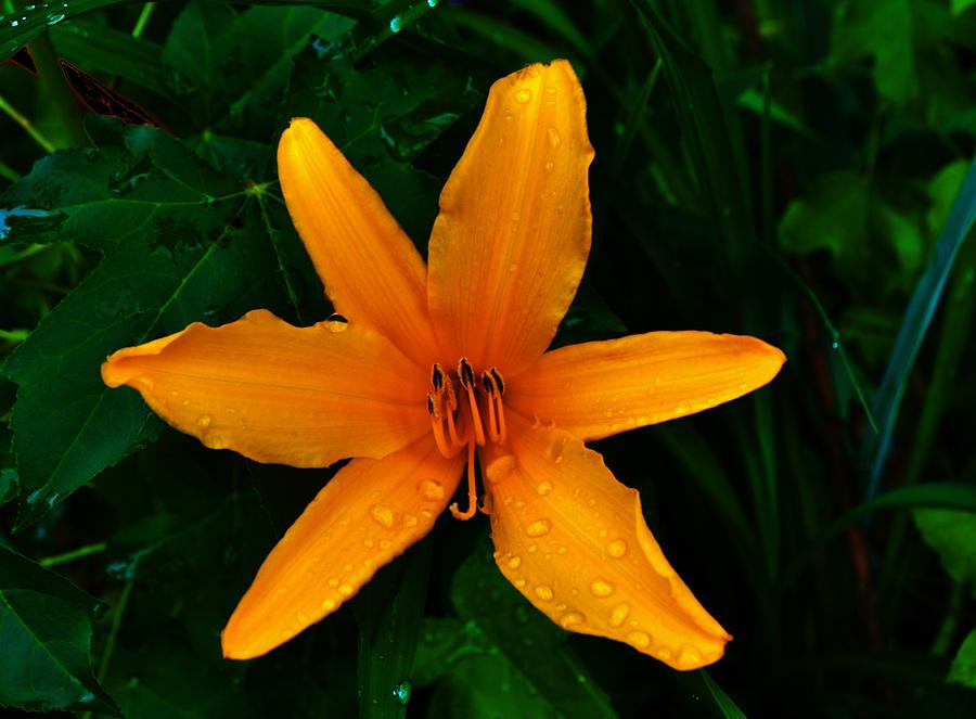Orange Lily Photograph by Eileen Brymer