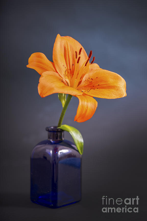 Orange Lily In A Blue Bottle Photograph