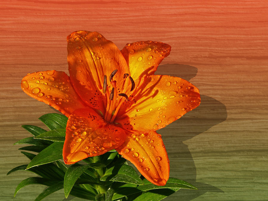 Lily Photograph - Orange Lily in Sunshine after the Rain by Gill Billington