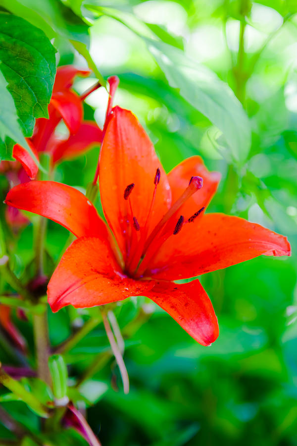 Orange Lily Photograph by Judy Wright Lott