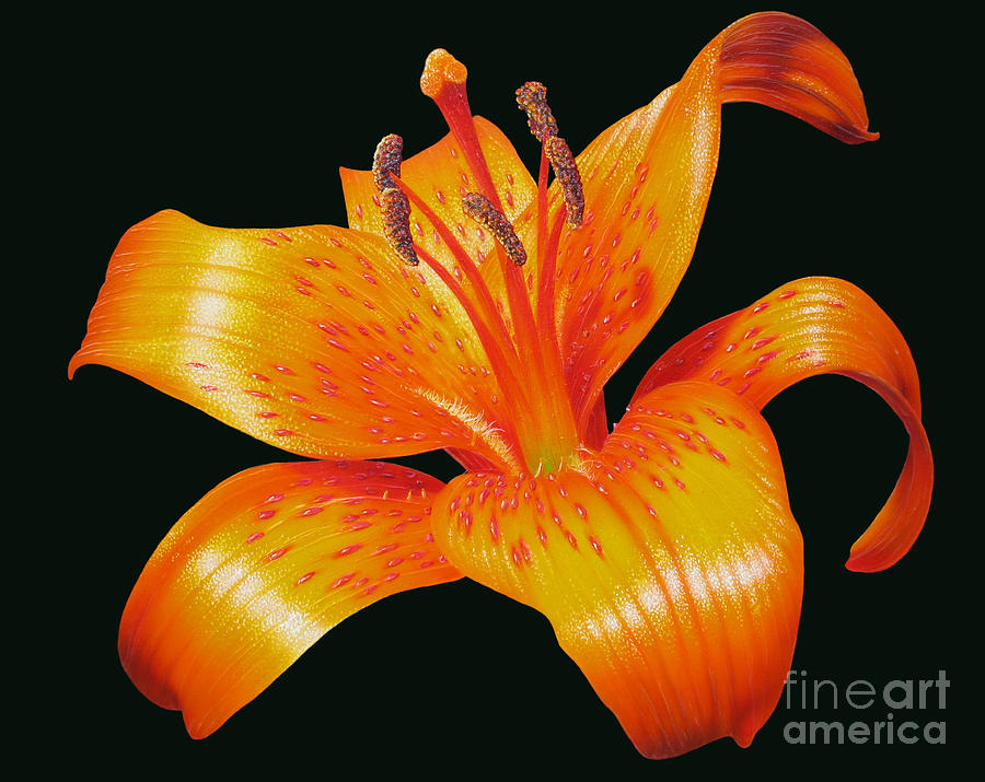 Orange Lily Painting by Jurek Zamoyski
