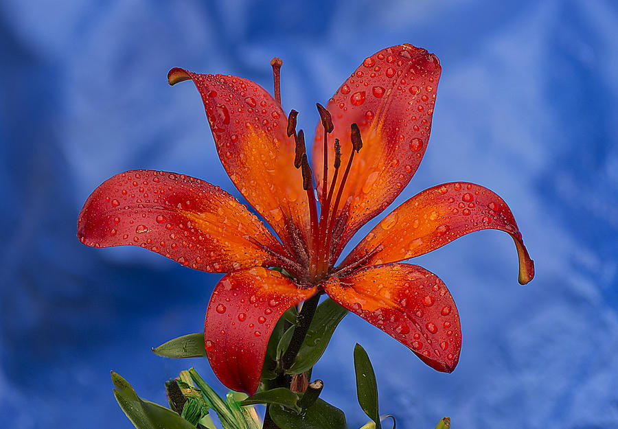 Orange lily Photograph by Lowell Monke Fine Art America