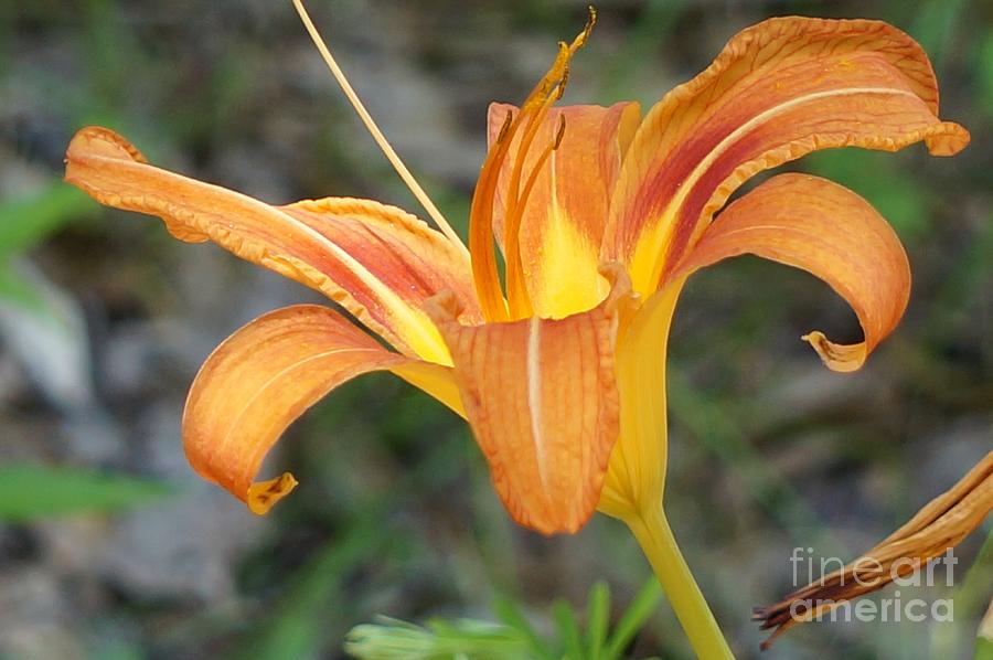 Lily Photograph - Orange Lily by Maxine Billings