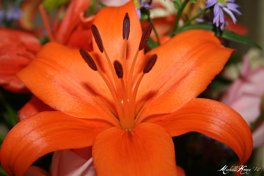 Lily Photograph - Orange Lily by Michelle Koonce