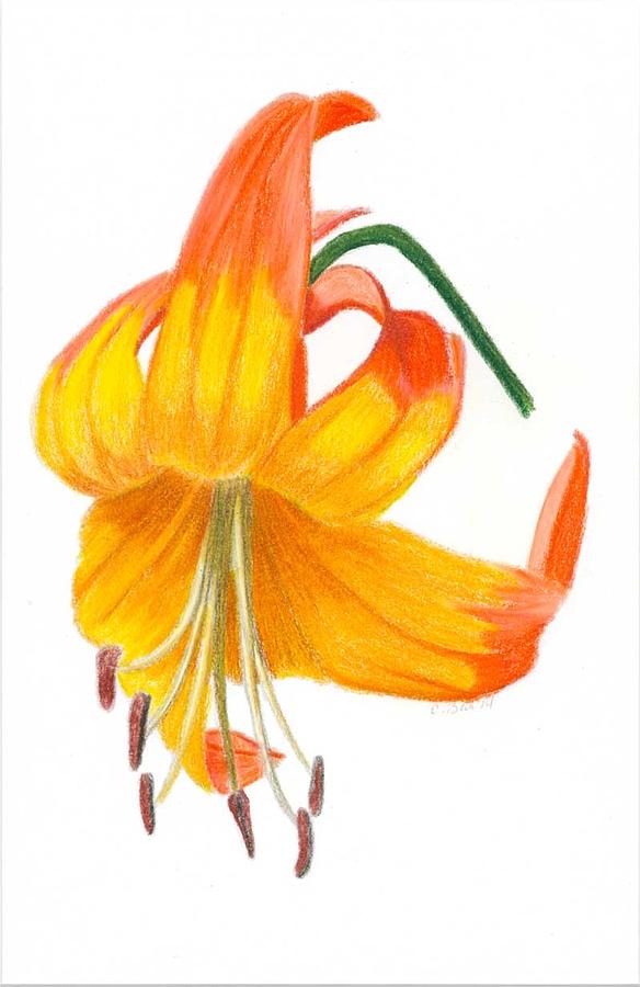 Orange Lily No 3 Drawing by Christina Beck Fine Art America