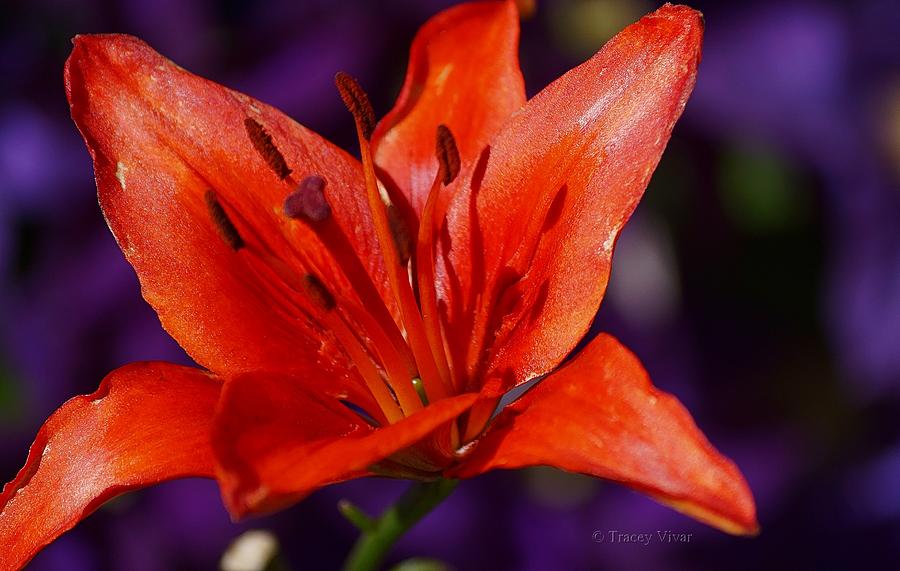 Orange Lily on Purple Photograph by Tracey Vivar
