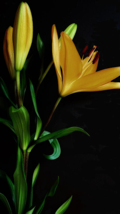 Orange Lily One by Beth Akerman Orange Lily One by Beth Akerman