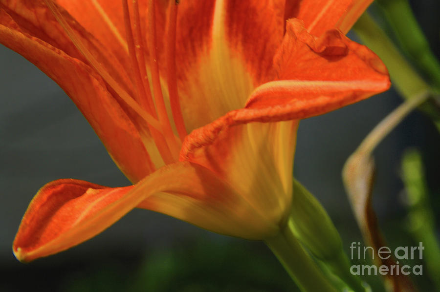 Orange Lily Photograph by Robyn King