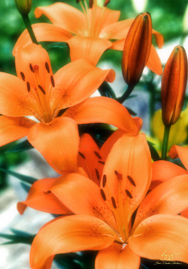 Orange Lily Photograph by Sam Davis Johnson