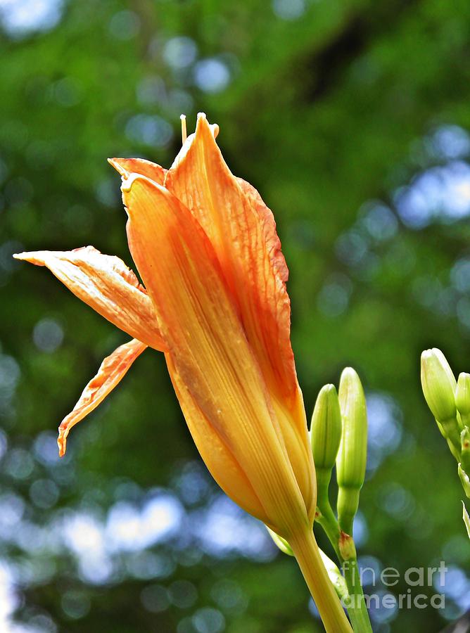 Orange Lily Photograph by Sarah Loft