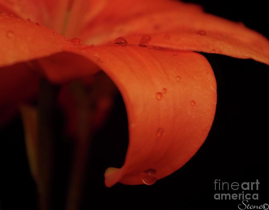 Orange Lily  Photograph by September Stone