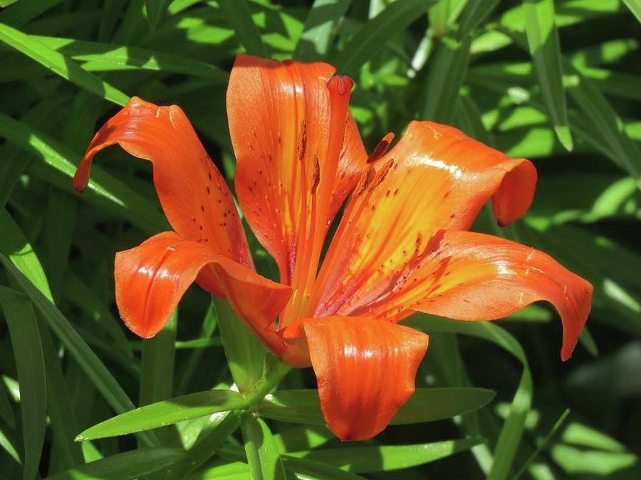 Orange Lily  Photograph by Sharon Duguay