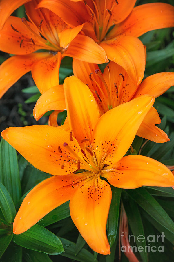 Lily Photograph - Orange Lily by Sharon McConnell