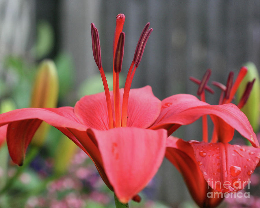 Orange Lily Photograph by Smilin Eyes Treasures