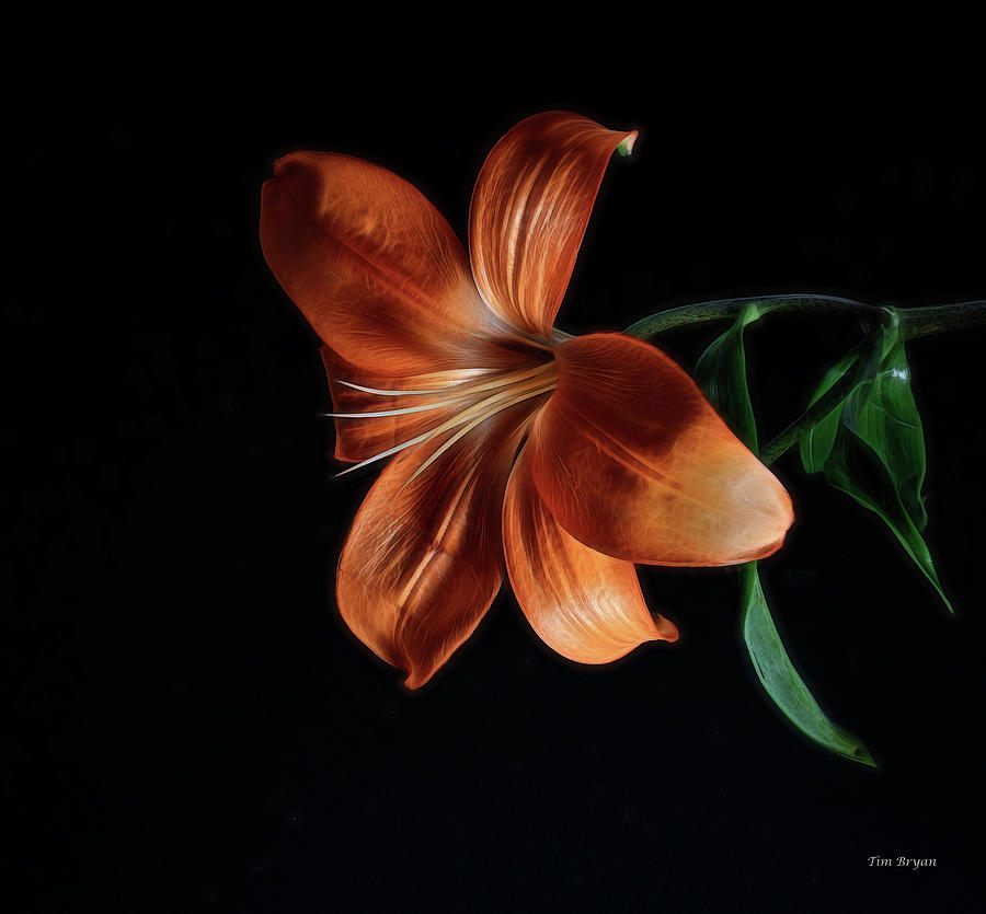 Flower Photograph - Orange Lily by Tim Bryan