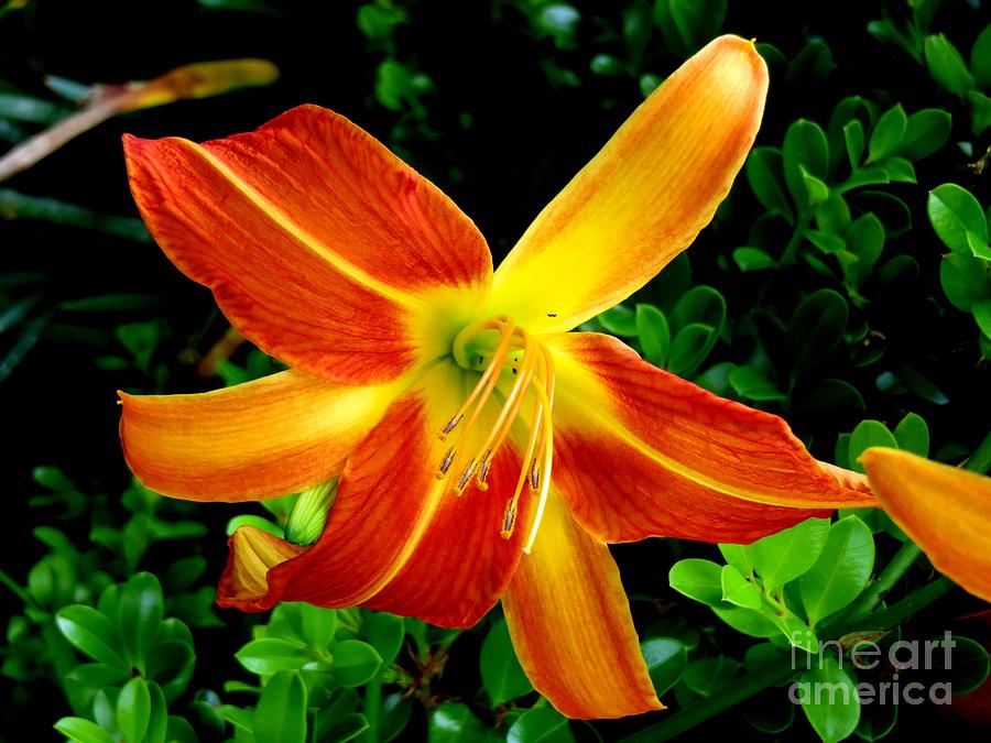 Orange Lily Photograph by Tim Townsend