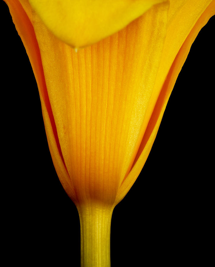 Easter Photograph - Orange Lily by Tony Ramos