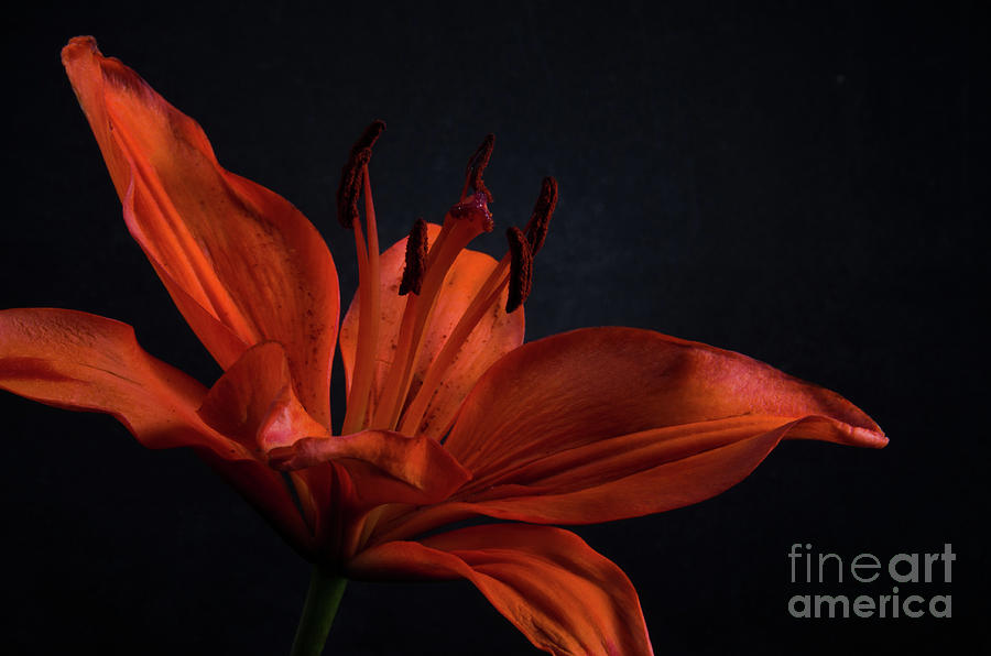 Orange Lily with Backlight Botanical / Nature / Floral Photograph Photograph by PIPA Fine Art - Simply Solid