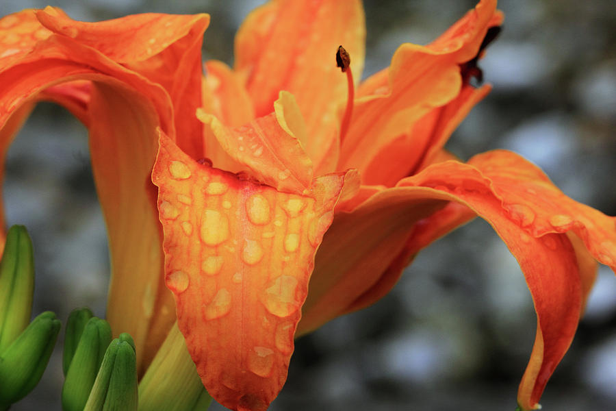 Orange Lily with Raindrops Photograph by Angela Murdock