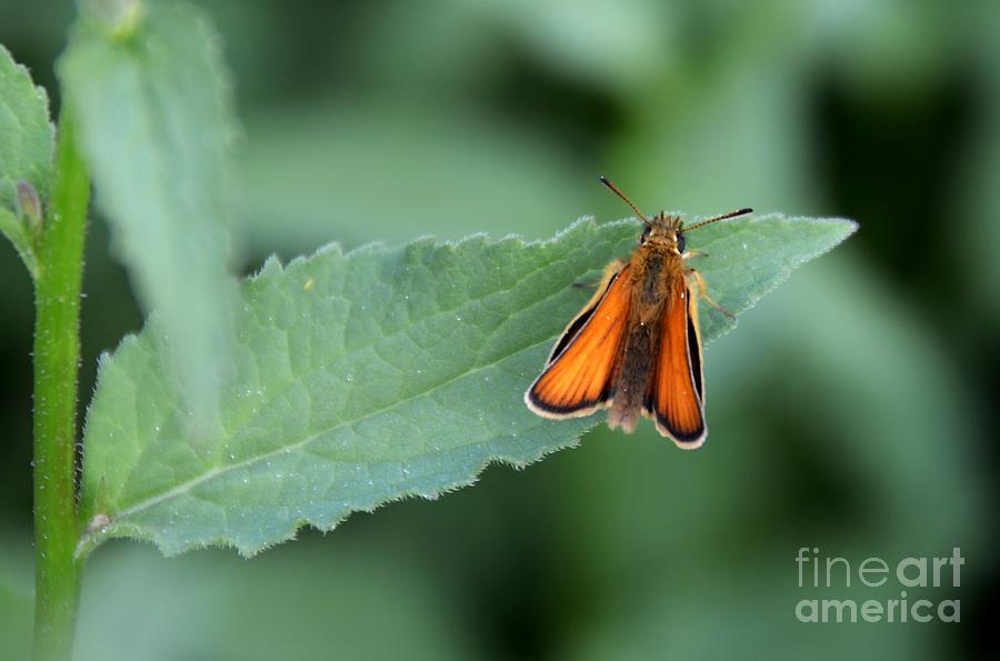 Orange Little Butterfly Photograph by Elaine Berger
