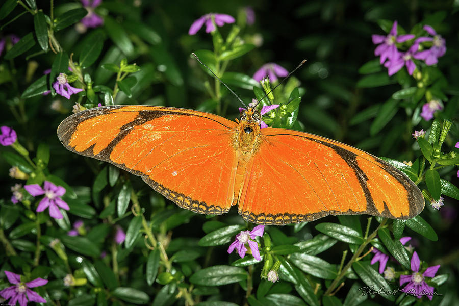 Orange Longwing Photograph by Robert Culver