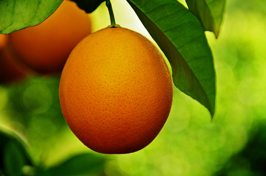 Fruit Photograph - Orange by Lyle  Huisken