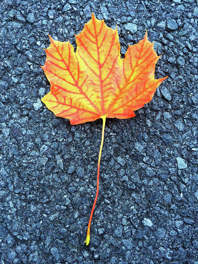 Fall Photograph - Orange maple leaf by GoodMood Art