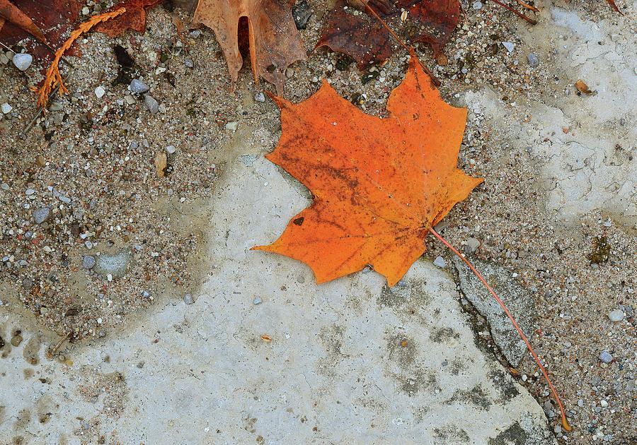 Orange Maple Leaf  Digital Art by Lyle Crump