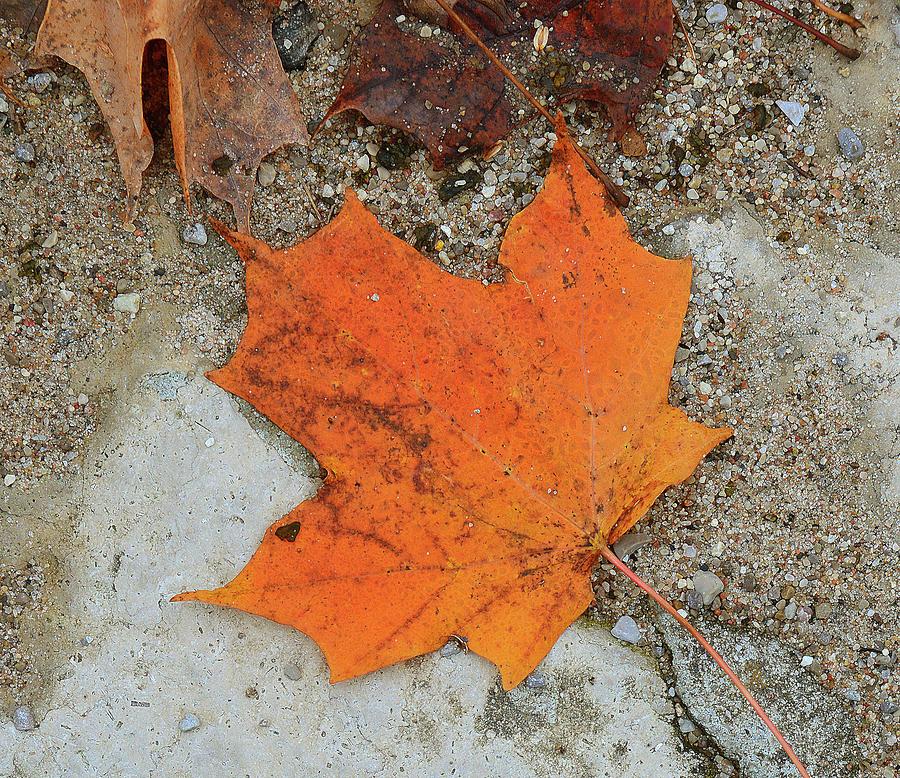 Orange Maple Leaf Two  Digital Art by Lyle Crump