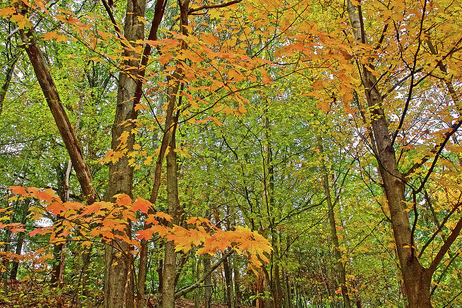 Orange Maple Leaves on Trail to North Beach Park in Ottawa County, Michigan Photograph by Ruth Hager