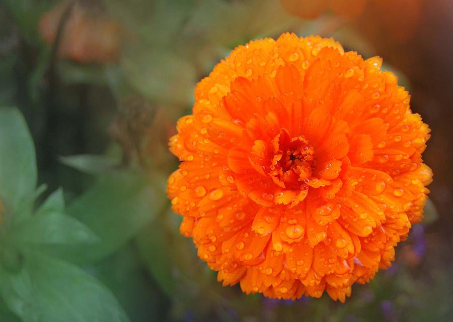 Orange Marigold Photograph by Marilynne Bull