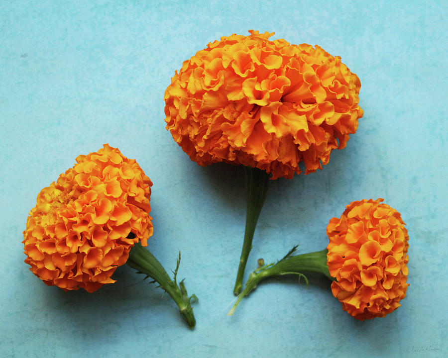 Orange Marigolds- by Linda Woods Photograph by Linda Woods
