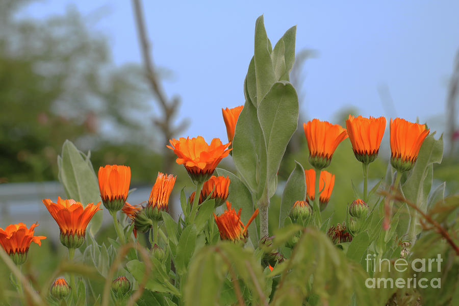 Orange Marigolds Photograph by Terri Waters