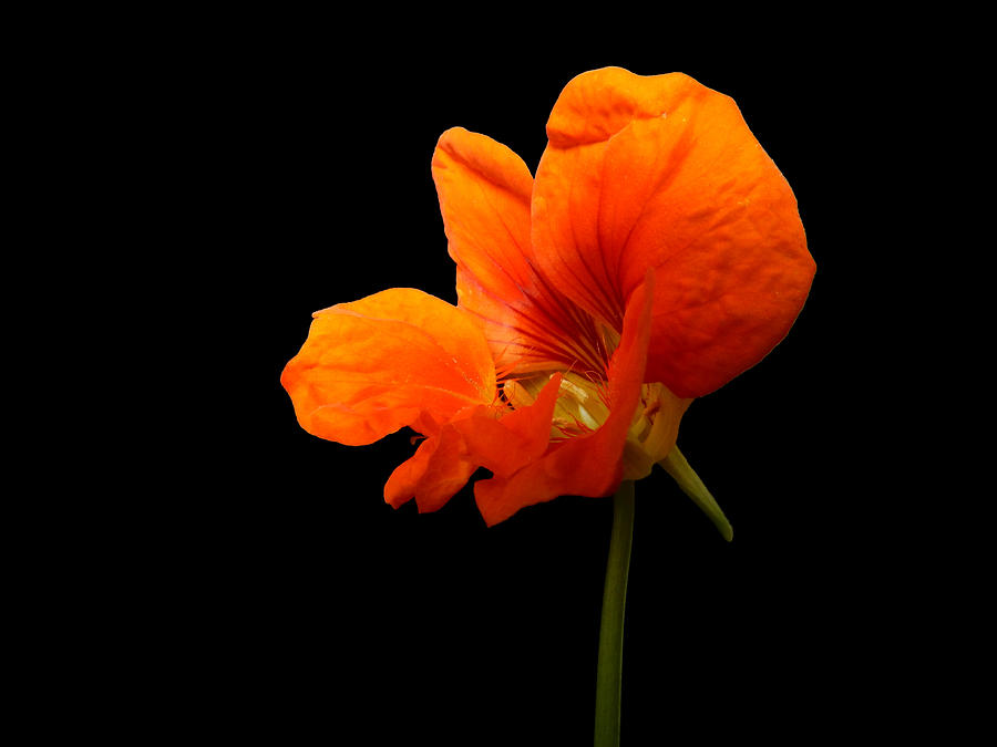 Orange Photograph by Mark Blauhoefer