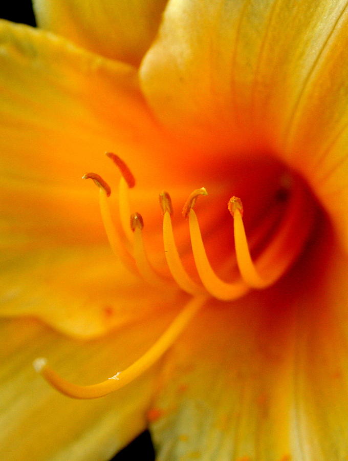Lily Photograph - Orange Marmalade 2 by David Dunham