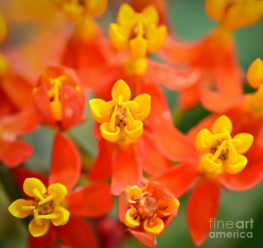 Orange Milkweed Photograph by Kerri Farley