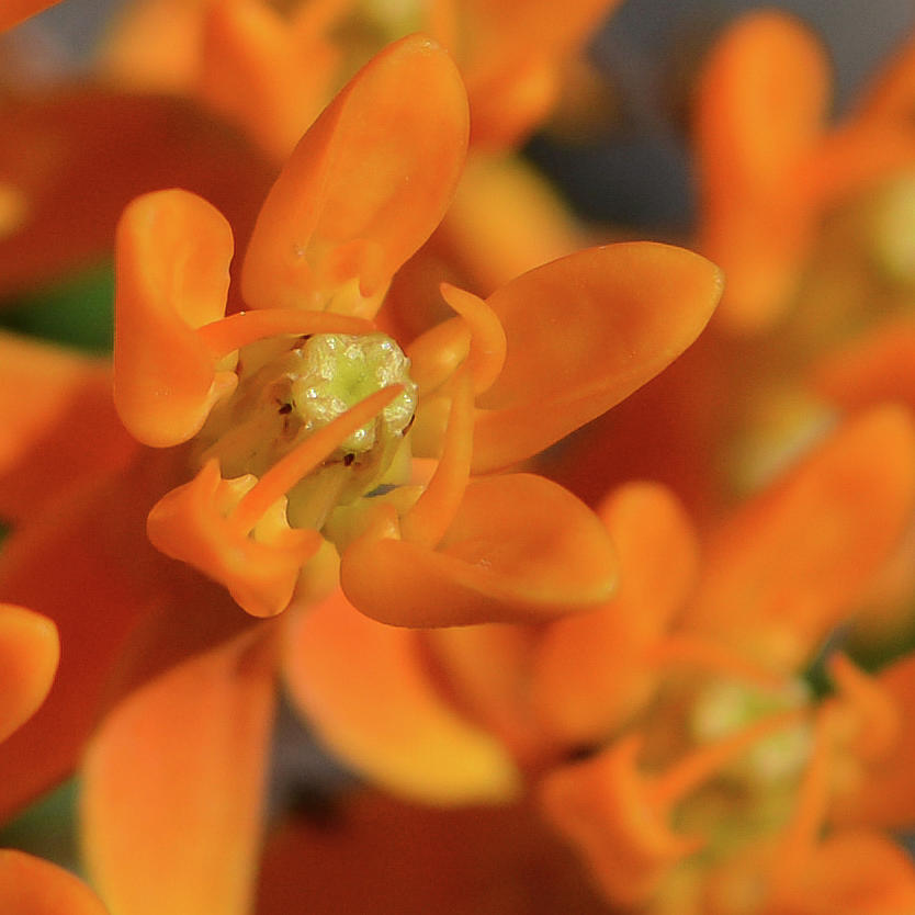 Orange Milkweed Photograph by Tana Reiff
