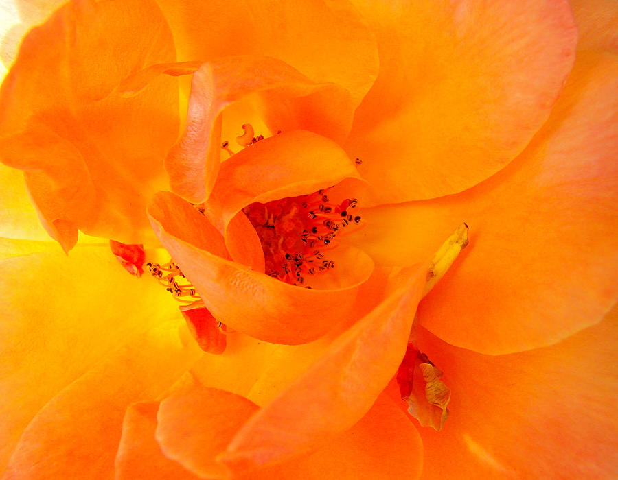 Orange Mini Rose                                            Photograph by Liz Vernand
