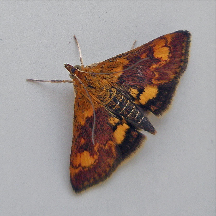 Orange Mint Moth - Pyrausta orphisalis Photograph by Carol Senske