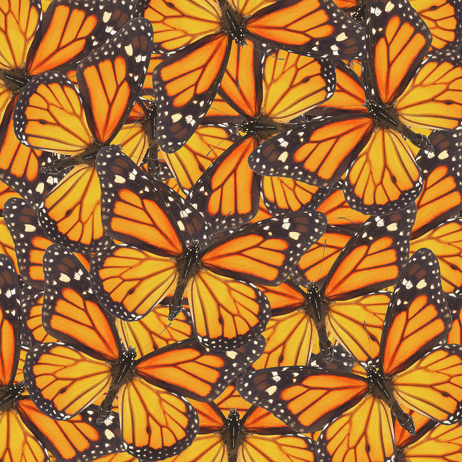 Orange Monarch  Butterfly Photograph