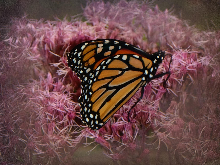 Butterfly Photograph - Orange Monarch by Judy Hall-Folde