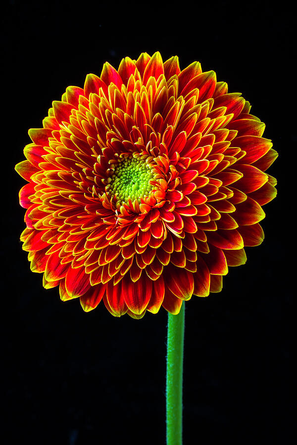 Orange Mum Flower Photograph by Garry Gay