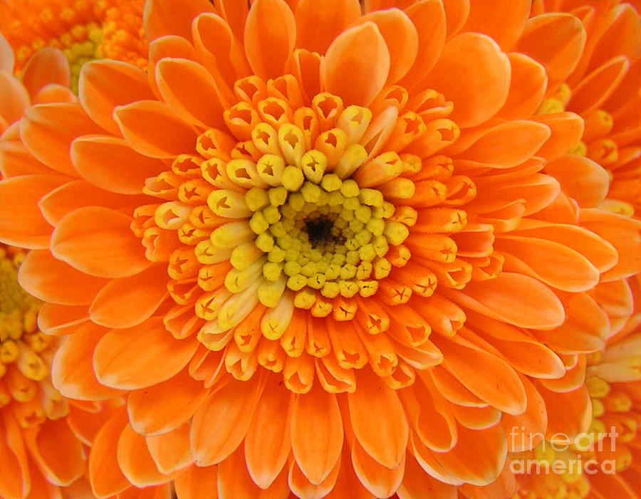 Orange Mum In Detail Photograph by Lucyna A M Green