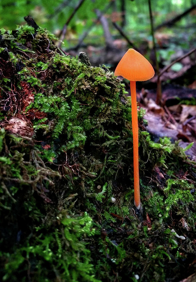 Orange Mushroom Photograph by Brook Burling