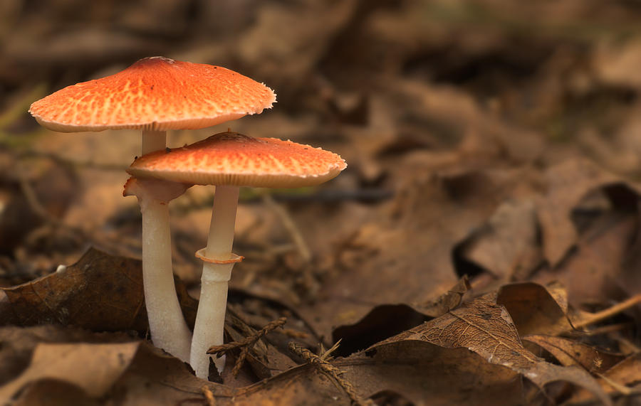 Orange Mushroom Photograph by Grant Groberg