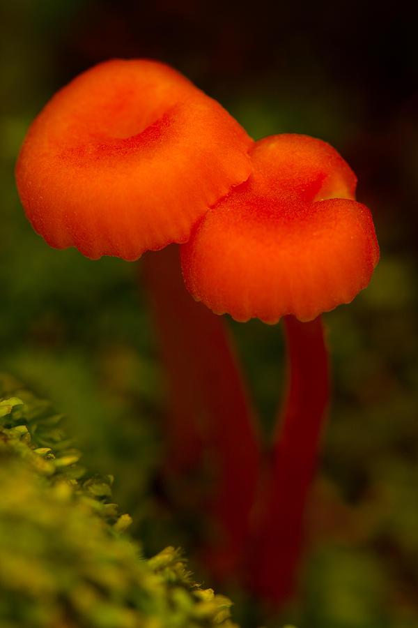 Orange Mushrooms Photograph by Irwin Barrett